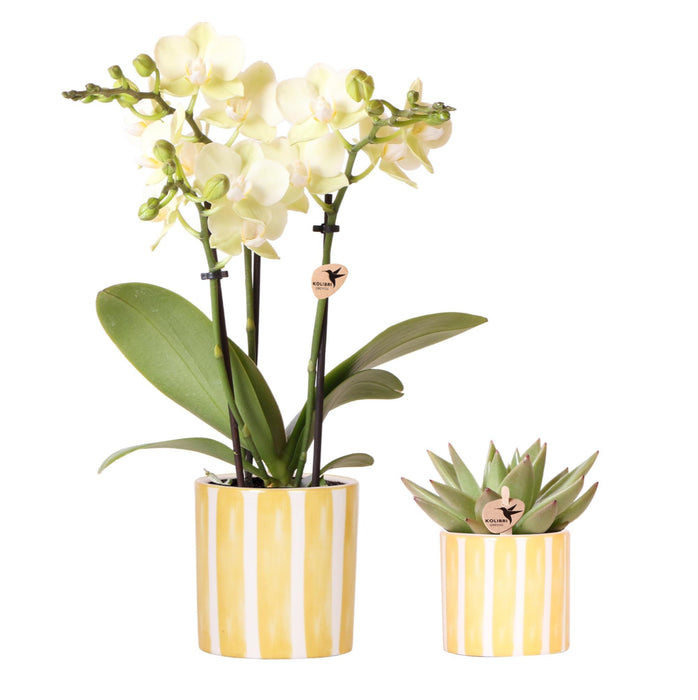 Gele orchidee Mexico en succulent in Painted Stripe sierpot - Set - Ø9cm & Ø6cm - Bloeiende kamerplant