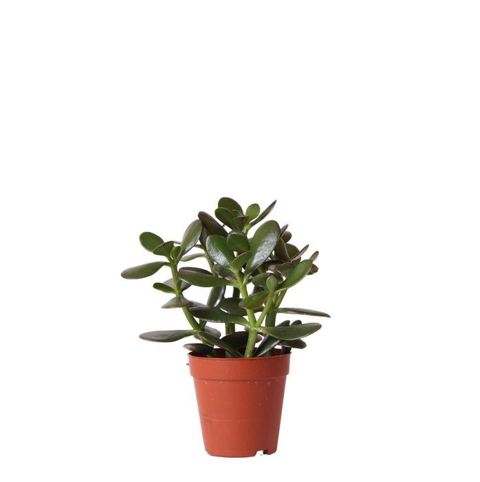 Crassula Ovata - Vetplant - Ø9cm - Kolibri Greens