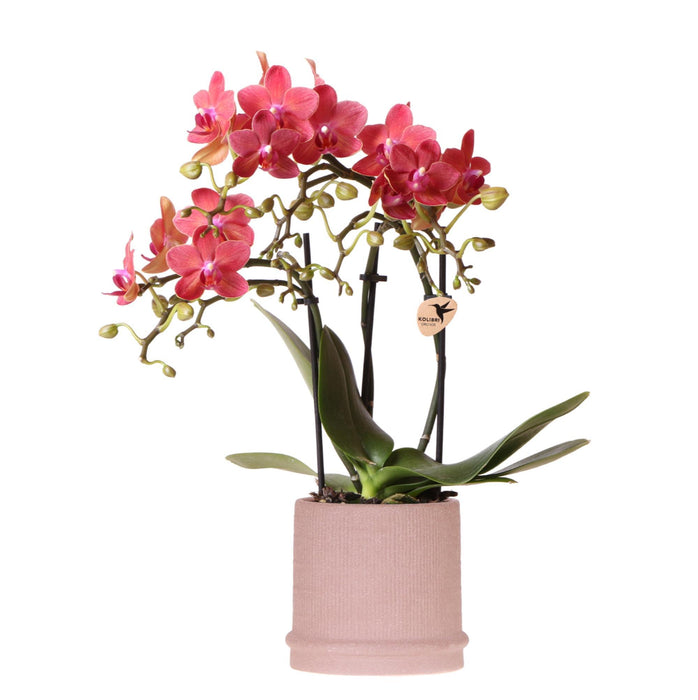 Rode orchidee Congo + Bali sierpot sand - Ø9cm - Bloeiende kamerplant