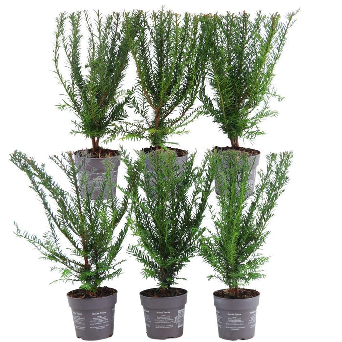 Venijnboom haag - Taxus baccata - Set van 6 winterharde haagplanten - 1 meter - Groenblijvende haag
