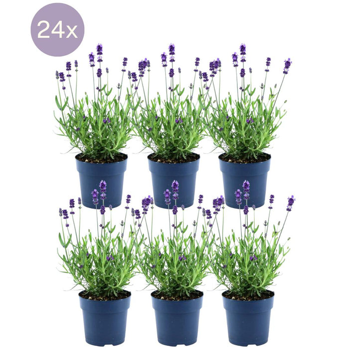 Lavandula Angustifolia Felice® - ↕25cm- Ø12 cm - Lavendel - 24x