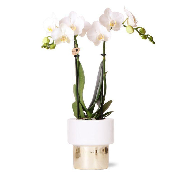 Witte Phalaenopsis orchidee - Amabilis + Lush pot - Ø9cm - ↕35cm - Bloeiende kamerplant
