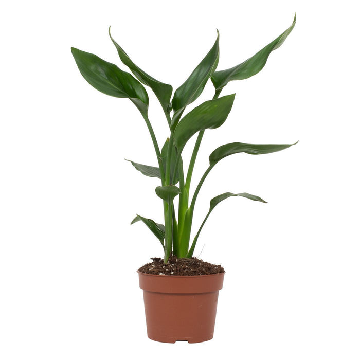 Strelitzia Reginae - ↕35cm - Ø12cm