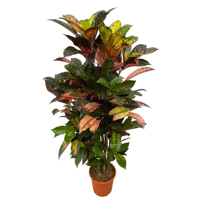 Codiaeum (Croton) Iceton vertakt - ↕130cm - Ø21cm