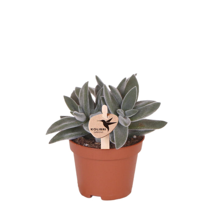 Tarantula - Vetplant - groene kamerplant - Ø6cm - Kolibri Greens
