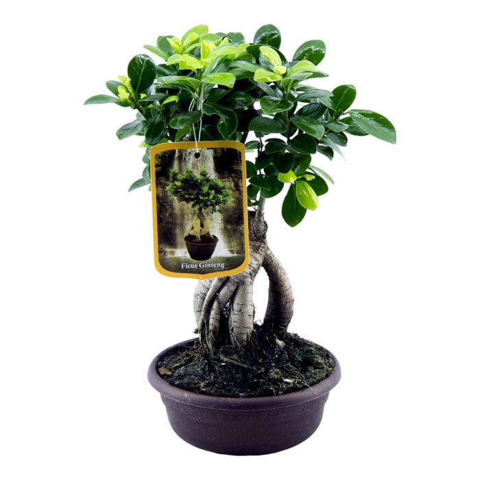 Ficus Microcarpa Ginseng - ↕30cm - Ø17cm