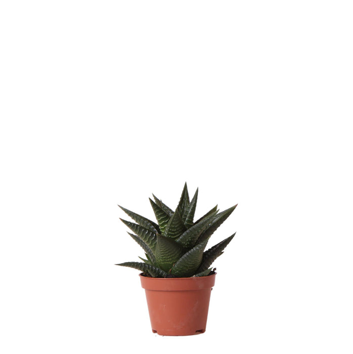 Haworthia Limifolia - Vetplant - Ø6cm - groene kamerplant - Kolibri Greens