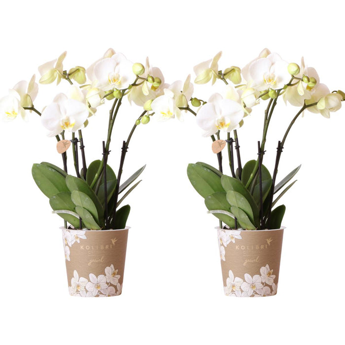 Witte Phalaenopsis orchideeën - 2x - Ø12cm - Bloeiende kamerplant