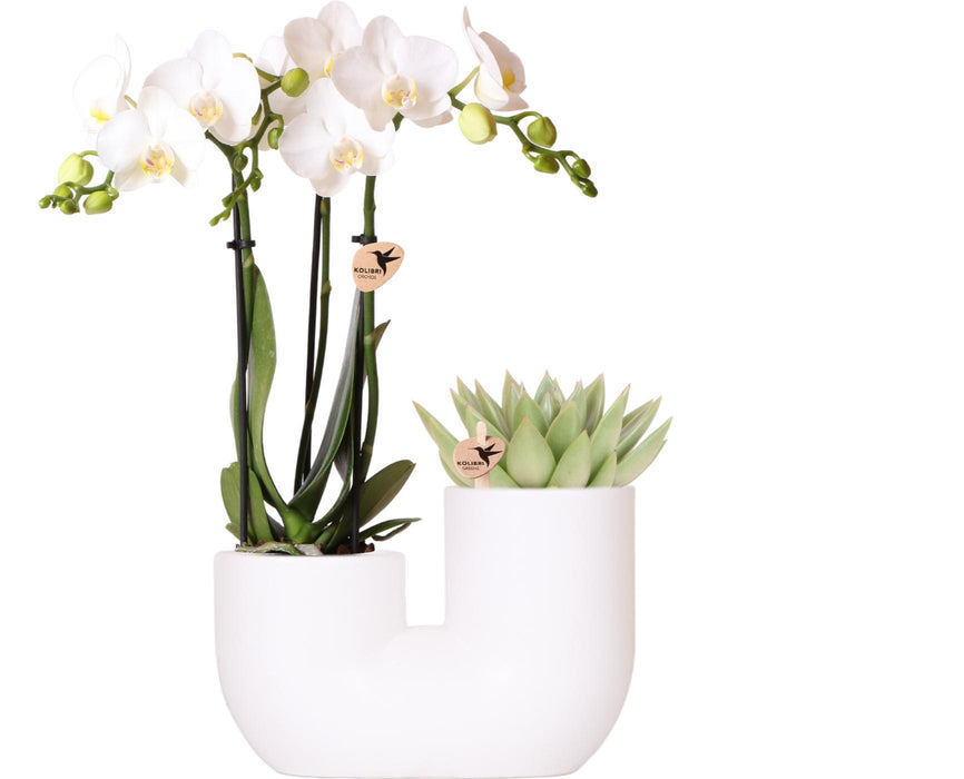 Witte orchidee Amabilis en succulent in Tube sierpot wit - Set - Ø9cm | bloeiende kamerplant