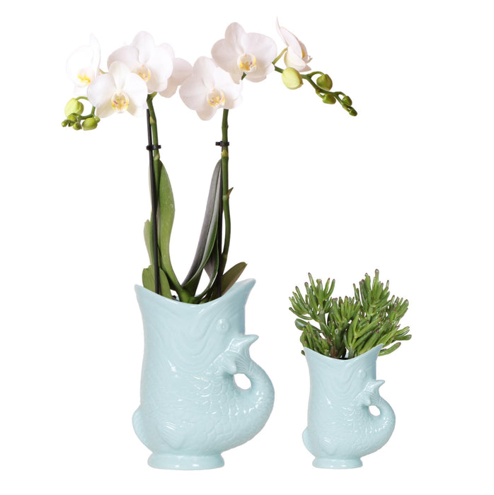 Planten set Fish Turquoise - Set met witte Phalaenopsis orchidee Amabilis Ø9cm en groene plant Succulent Crassula Hobbit Ø6cm - met turquoise keramieken sierpotten