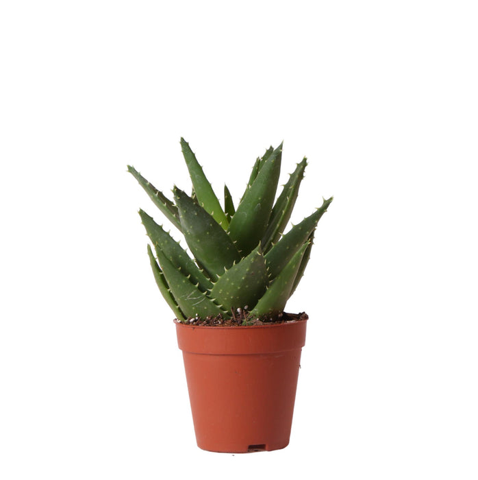 Aloë Brevifolia - Vetplant - Ø9cm - Groene kamerplant - Kolibri Greens