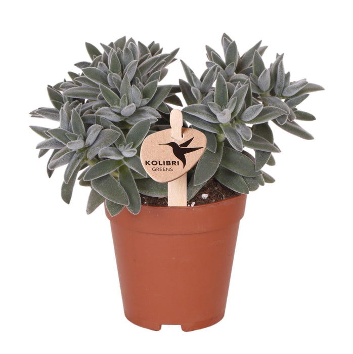 Tarantula - Vetplant - groene kamerplant - Ø9cm - Kolibri Greens