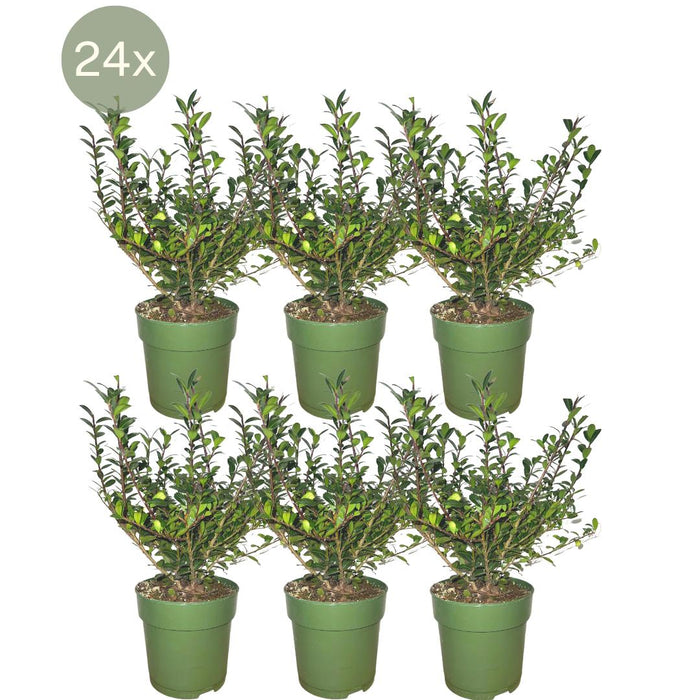 Ilex Crenata 'Jenny' ® - ↕20 cm - Ø12cm - 24x
