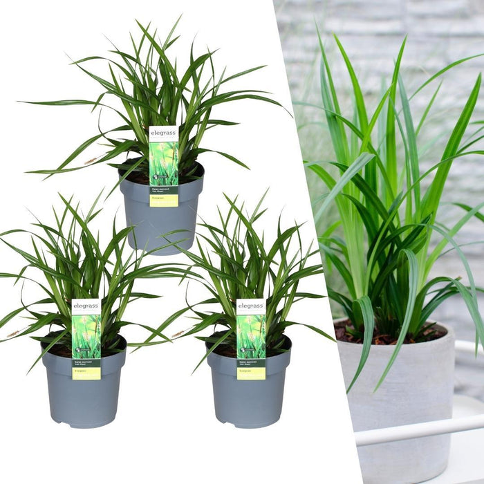 Carex morrowi 'Irish Green' - Zegge - ↕25cm - Ø14cm - 3x