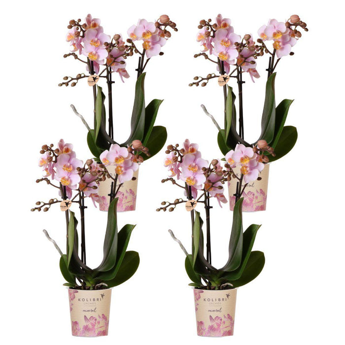 Roze phalaenopsis orchideeën - Andorra - 4x - Ø9cm - Bloeiende kamerplant