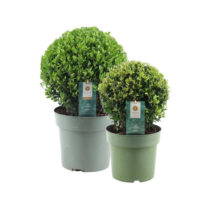 Ilex crenata 'Jenny' bol Ø20cm + 1x bol Ø25cm - 2x