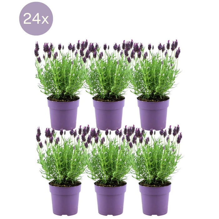 Lavandula Stoechas Anouk® - ↕25 cm - Ø12cm - Lavendel - 24x