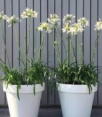Agapanthus - Afrikaanse Lelie - Witte bloemen