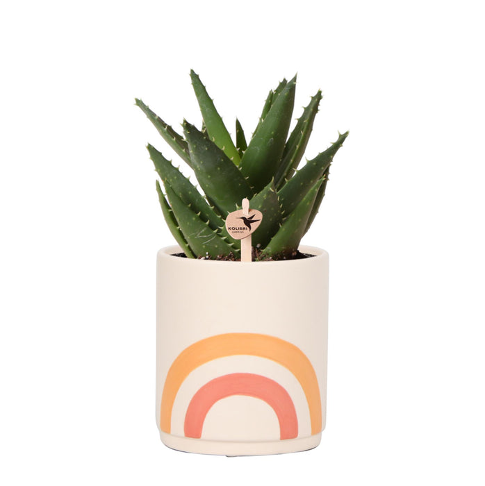 Planten set - Aloë Brevifolia in Rainbow peach sierpot - Vetplant - Ø9cm - Kolibri Greens