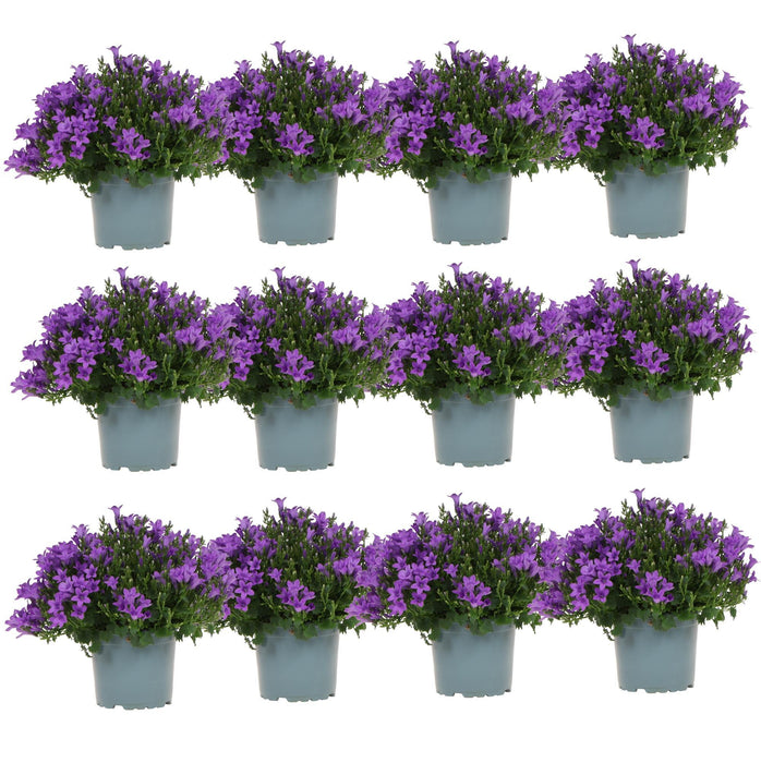 Campanula Addenda - Klokjesbloem paars Ø12cm - 2m2 bodembedekker - 12 stuks - Ambella purple - tuinplanten - winterhard