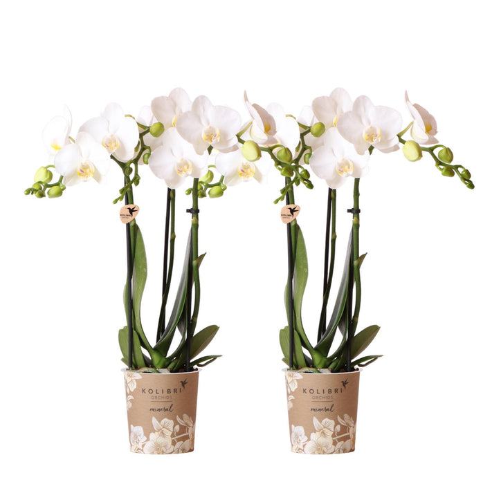 Witte Phalaenopsis orchideeën - Amabilis - 2x - Ø9cm - Bloeiende kamerplant