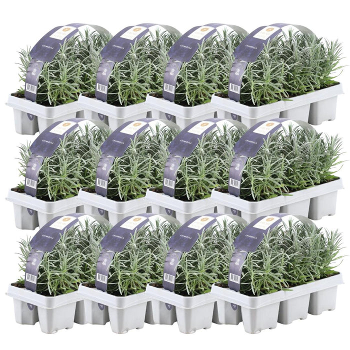 Lavendel Angustifolia - 72 x - ↕15cm - Ø7cm - 12 x 6 pack
