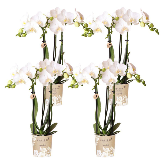Witte Phalaenopsis orchideeën - Amabilis - 4x - Ø9cm - Bloeiende kamerplant