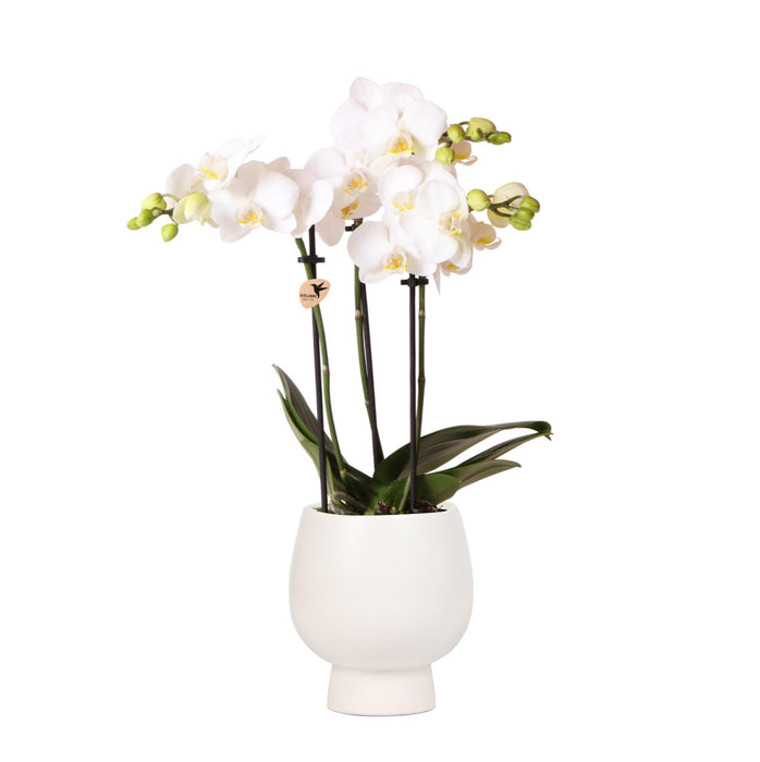 Witte Phalaenopsis orchidee – Amabilis + Scandic sierpot wit – Ø9cm – ↕45cm - Bloeiende kamerplant in bloempot