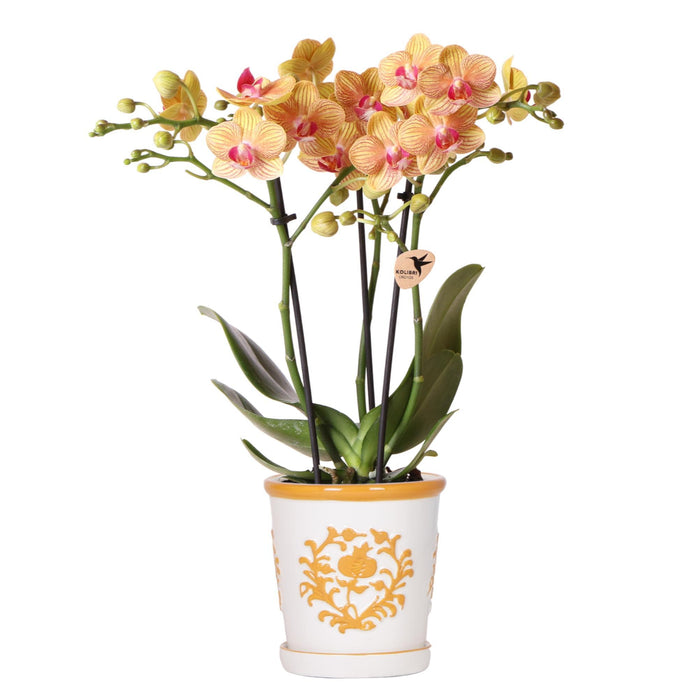 Oranje orchidee Jamaica + Malaga sierpot oranje - Ø9cm - Bloeiende kamerplant