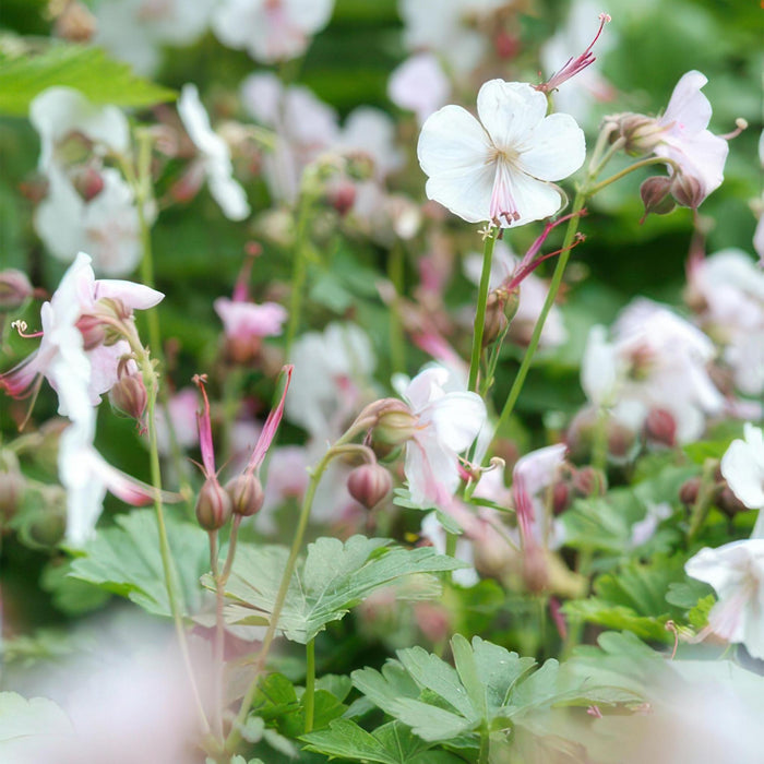 Geranium cantabrigiense 'Biokovo' - ↕10-25cm - Ø9cm  - 12x