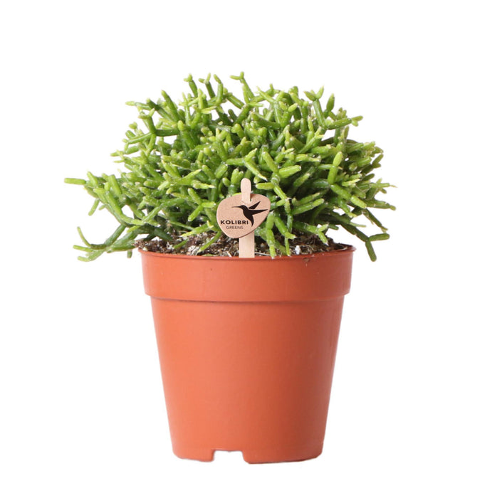 Rhipsalis Cereuscala Gold - Vetplant - Groene kamerplant - Ø9cm - Kolibri Greens