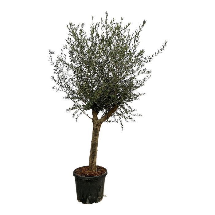 Olea Lorc - Olijfboom - ↕220cm - Ø45cm