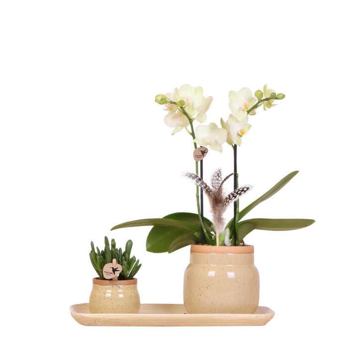Groene plant met gele Phalaenopsis orchidee in Vintage khaki sierpotten en bamboe dienblad