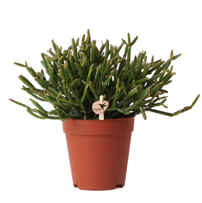 Rhipsalis Burchellii - Vetplant - Groene kamerplant - Ø9cm - Kolibri Greens