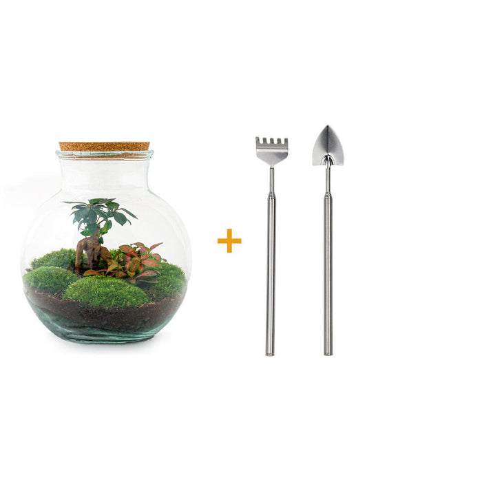 DIY terrarium - Teddy bonsai - ↕26,5cm - Rake + Shovel