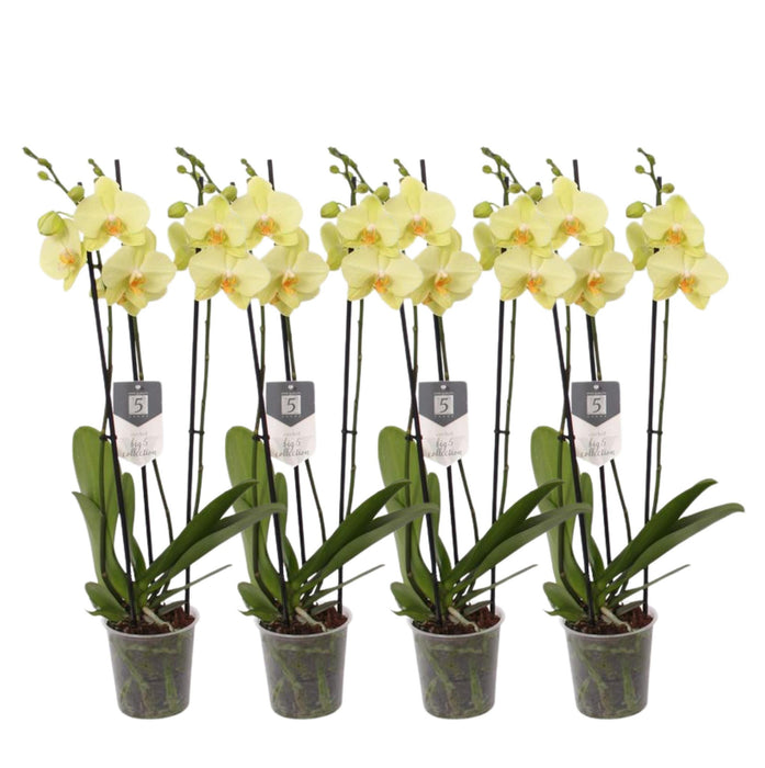 Set van 4 - Phalaenopsis Volterra - 3 tak orchidee - ↕60cm - Ø12cm