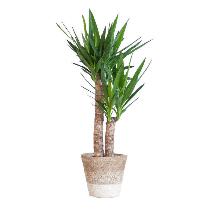 Yucca Elephantipes met Mand Lissabon wit - ↕90cm - Ø21cm