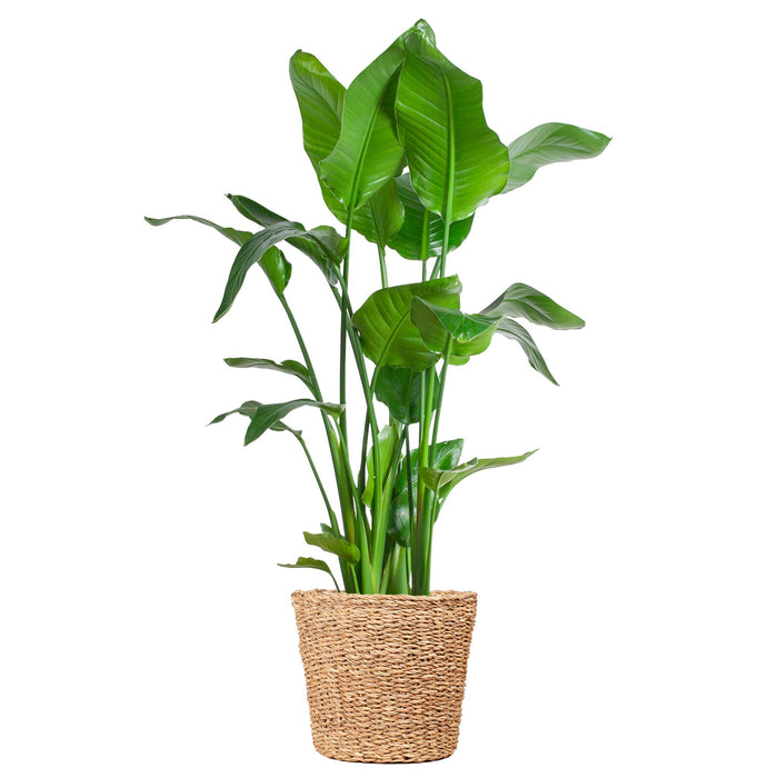 Strelitzia Nicolai XL met mand Torun - ↕140cm - Ø27cm