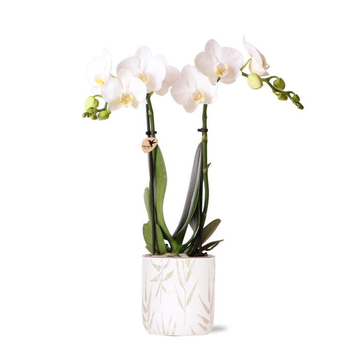 Witte Phalaenopsis orchidee - Amabilis + Leaf pot green - Ø9cm - Bloeiende kamerplant