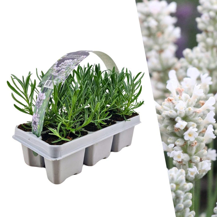 Lavendel Angustifolia wit - ↕15 cm - Ø7cm - 6x