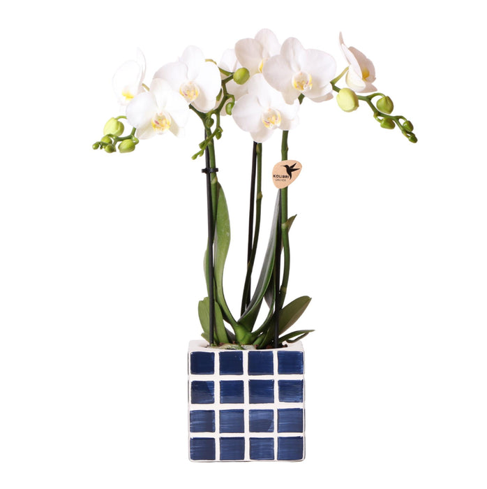 Witte phalaenopsis orchidee Amabilis + Mosa sierpot blauw - Ø9cm - Bloeiende kamerplant