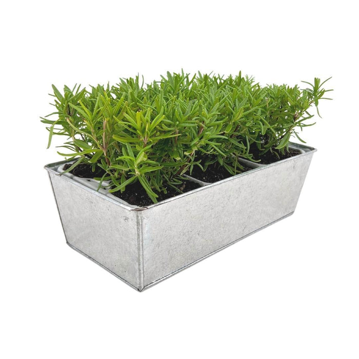 Rozemarijnplanten in deco bakje - ↕15 cm - Ø7cm - Rosmarinus Officinalis - Old Look - 6x