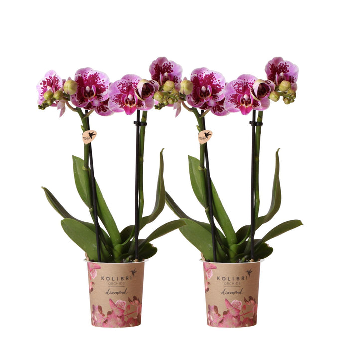 Roze paarse phalaenopsis orchideeën - El Salvador - 2x - Ø9cm - Bloeiende kamerplant