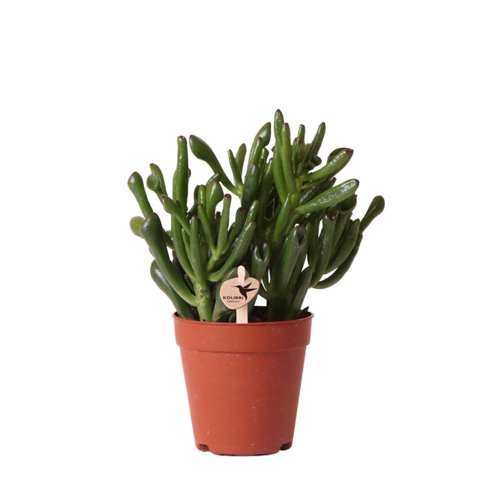 Crassula Hobbit - Vetplant - Ø9cm - Kolibri Greens