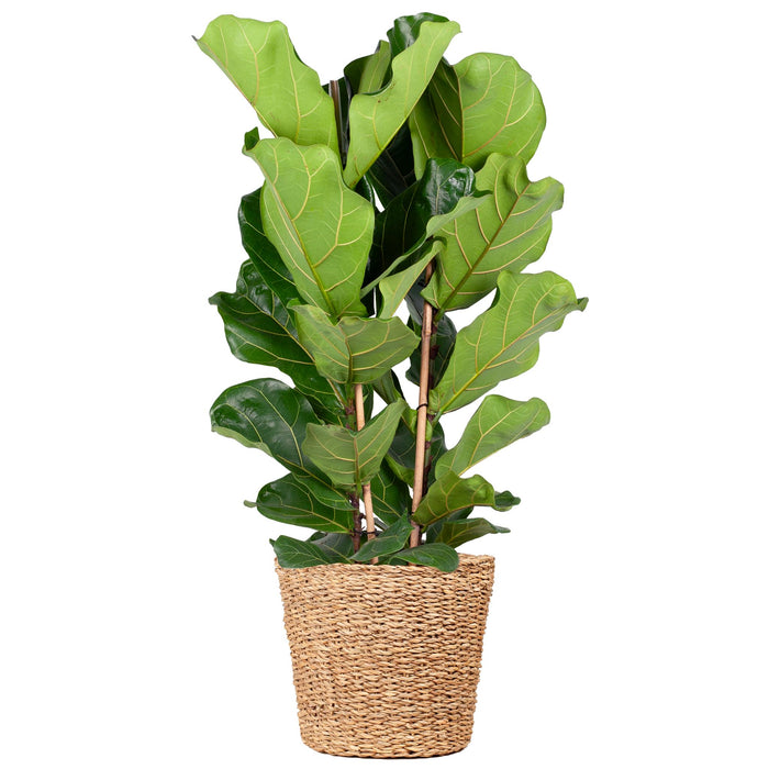 Ficus Lyrata XL met mand Torun - ↕140cm - Ø27cm