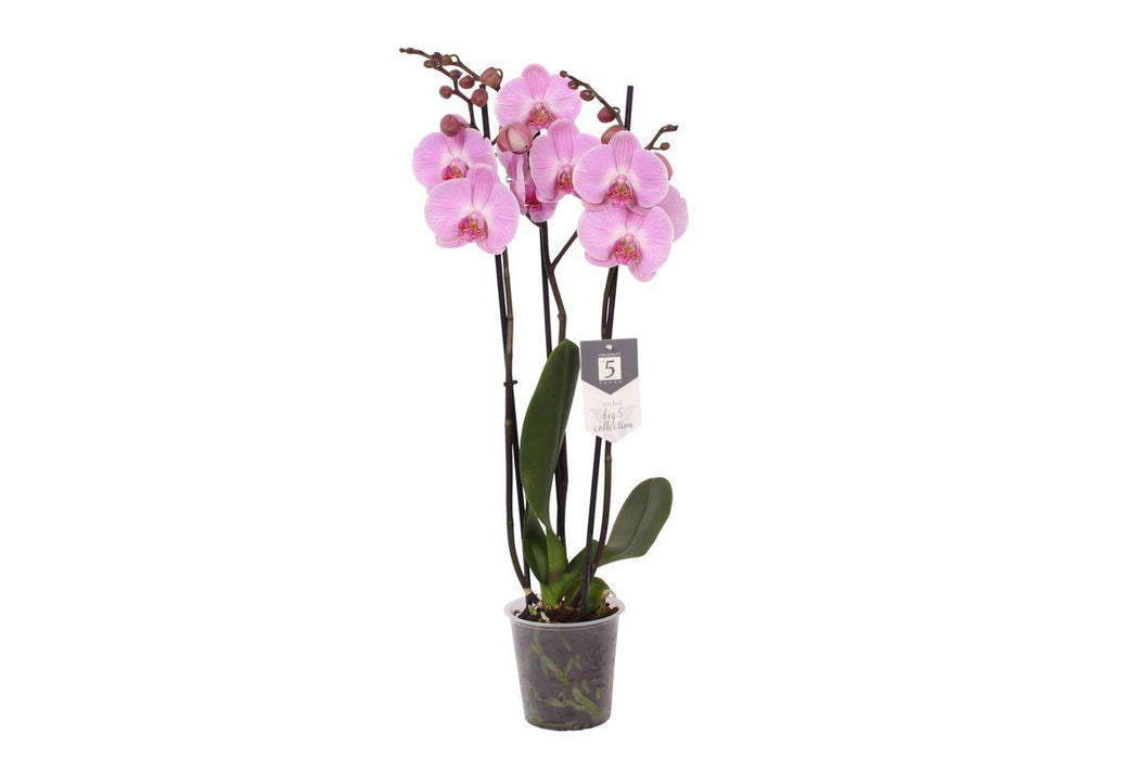 Phalaenopsis Elion - 3 tak - ↕60cm - Ø12cm