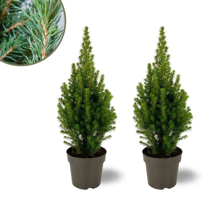 Kerstboom - 2x Picea glauca Perfecta - ↕40cm - Ø15cm