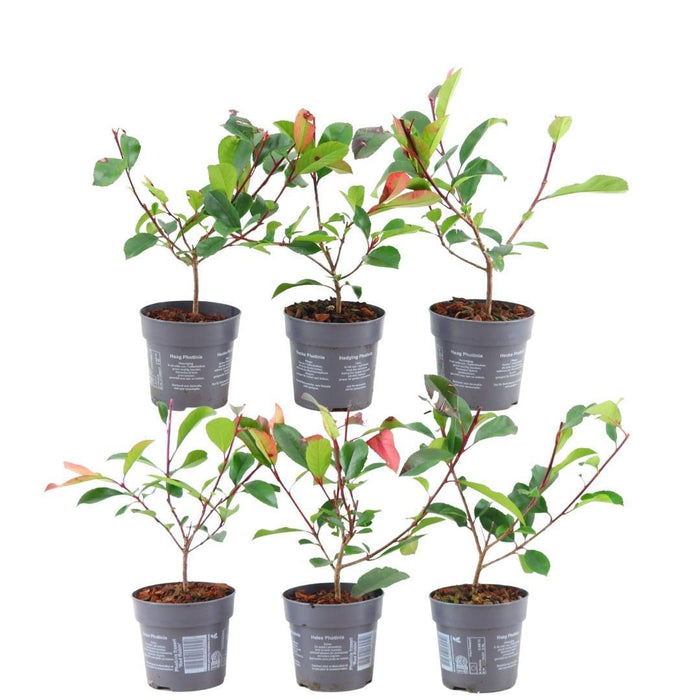 Glansmispel haag - Photinia fraseri 'Red Robin' - 1 meter - Set van 6 winterharde haagplanten - Groenblijvende haag