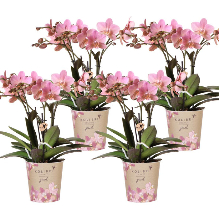 Phalaenopsis orchideeën - Treviso - 4x - Ø12cm - Bloeiende kamerplant