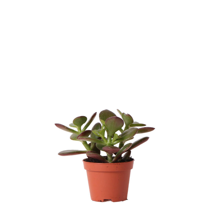 Crassula Ovata - Vetplant - Ø6cm - Kolibri Greens